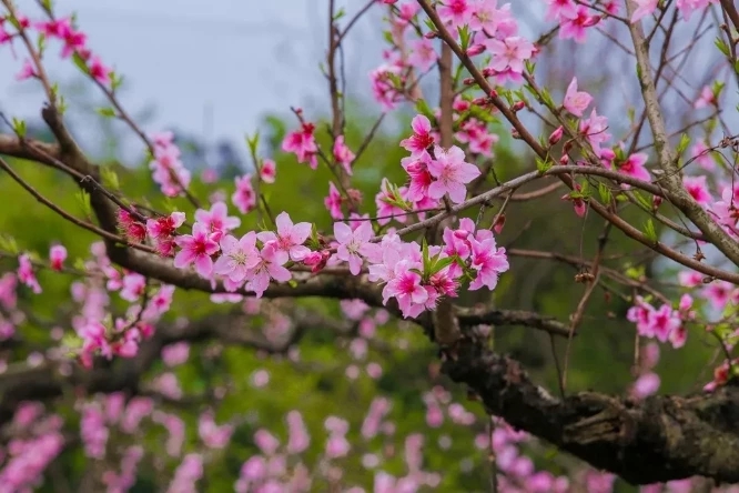 1557111818875696.jpg 6_wps图片.jpg